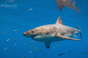White shark and blue, Isla Guadalupe Mexico by Alejandro Topete 